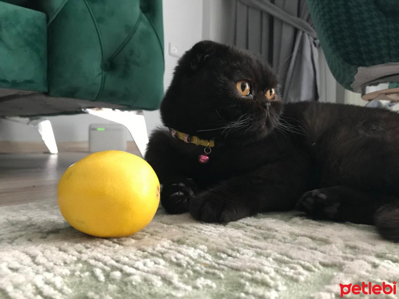 Scottish Fold, Kedi  Zeytin fotoğrafı