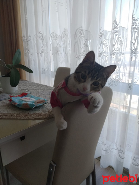 Tekir Kedi, Kedi  Robin fotoğrafı