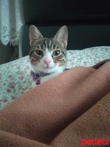 Tekir Kedi, Kedi  Robin fotoğrafı