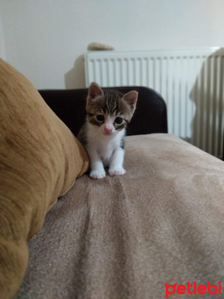 Tekir Kedi, Kedi  Robin fotoğrafı