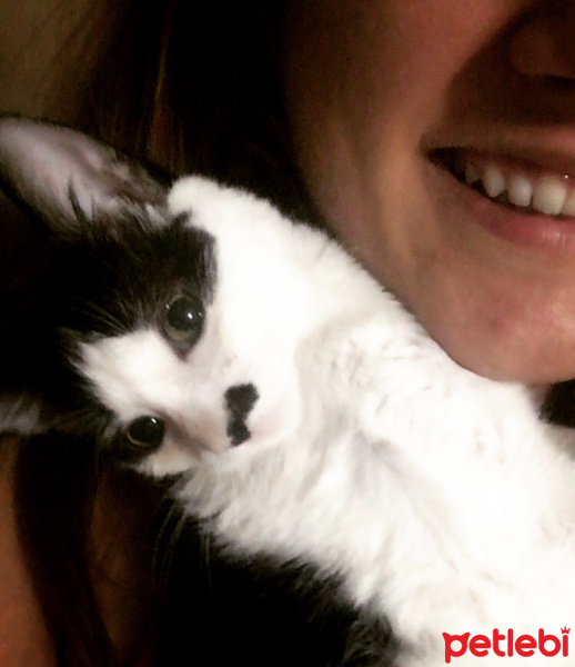 Tuxedo (Smokin) Kedi, Kedi  Mıcır fotoğrafı