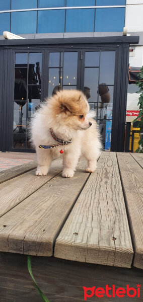 Pomeranyalı, Köpek  Tonyleo fotoğrafı