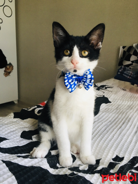 Tuxedo (Smokin) Kedi, Kedi  Şans fotoğrafı