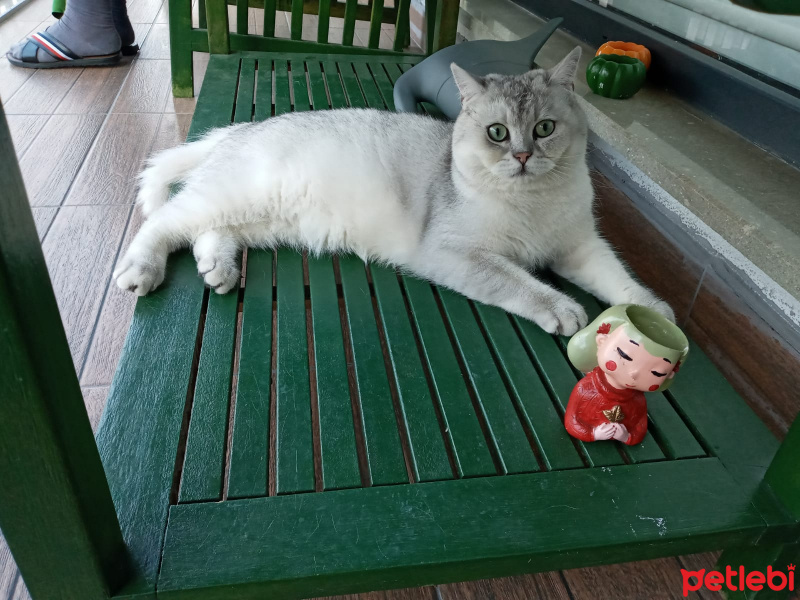 British Shorthair, Kedi  Poyraz fotoğrafı