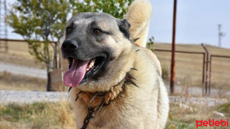 Kangal, Köpek  Paşa fotoğrafı