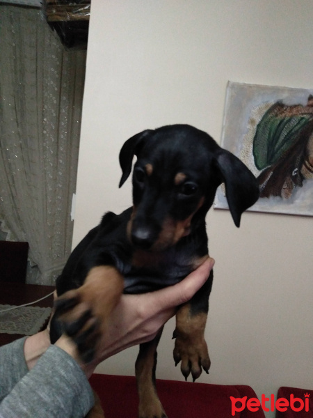 Doberman Pinscher, Köpek  Lia fotoğrafı