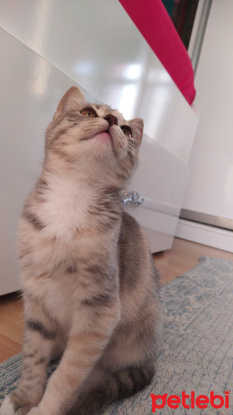 Tekir Kedi, Kedi  Helva fotoğrafı