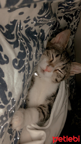 Tekir Kedi, Kedi  Çakıl fotoğrafı