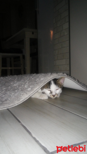 Tekir Kedi, Kedi  MIRMIR fotoğrafı