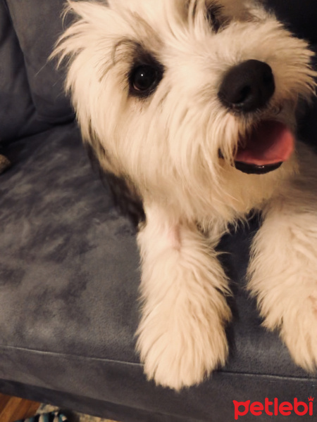 Maltese, Köpek  Bella fotoğrafı
