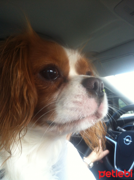Cavalier King Charles Spanieli, Köpek  Oscar fotoğrafı