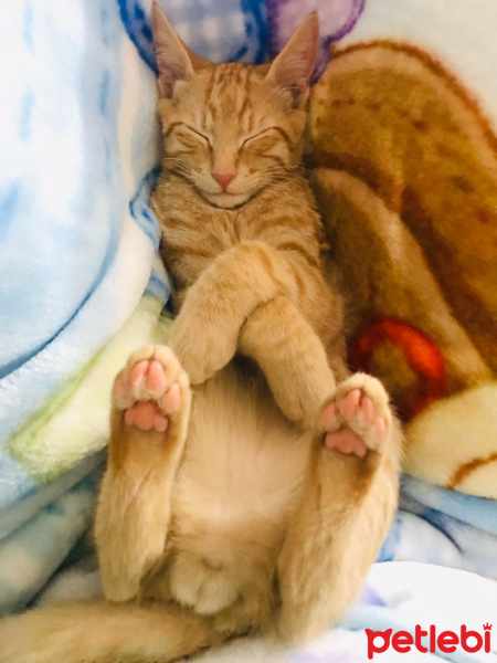Tekir Kedi, Kedi  Balım fotoğrafı
