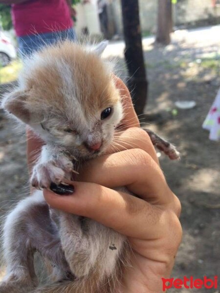 Abyssinian, Kedi  boncuk fotoğrafı