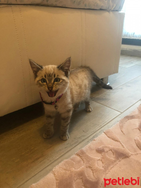 Tekir Kedi, Kedi  Tarçın fotoğrafı