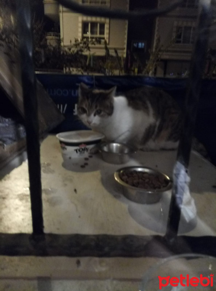Tekir Kedi, Kedi  Balkonumdaki Kediler-Mama yardımlarınız bekliyoruz fotoğrafı