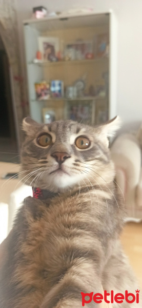 Tekir Kedi, Kedi  Patiş fotoğrafı