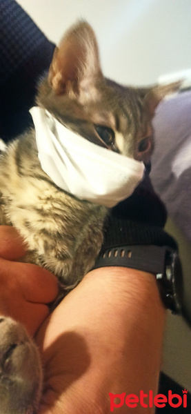 Tekir Kedi, Kedi  Patiş fotoğrafı