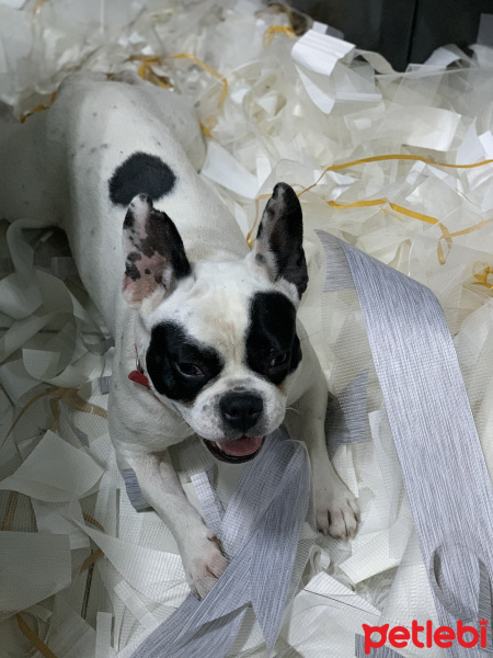 Fransız Bulldog, Köpek  Maske fotoğrafı