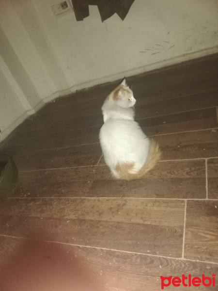 Birman, Kedi  Kayıp fotoğrafı