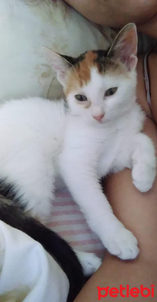 Tekir Kedi, Kedi  ÇÖREK fotoğrafı