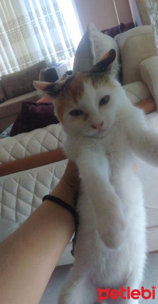 Tekir Kedi, Kedi  ÇÖREK fotoğrafı