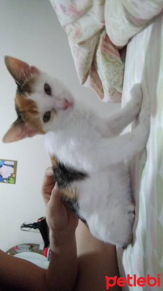 Tekir Kedi, Kedi  ÇÖREK fotoğrafı