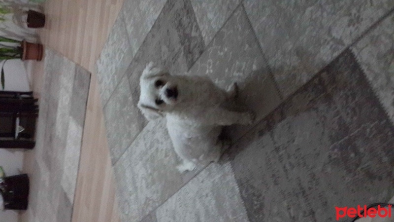 Maltese, Köpek  Kokoş fotoğrafı