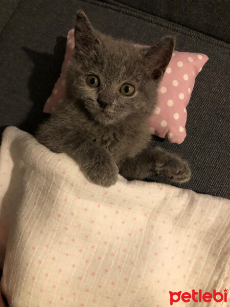 British Shorthair, Kedi  Maya fotoğrafı