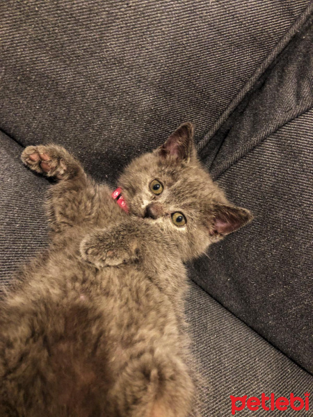 British Shorthair, Kedi  Maya fotoğrafı