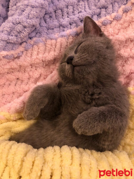 British Shorthair, Kedi  Maya fotoğrafı