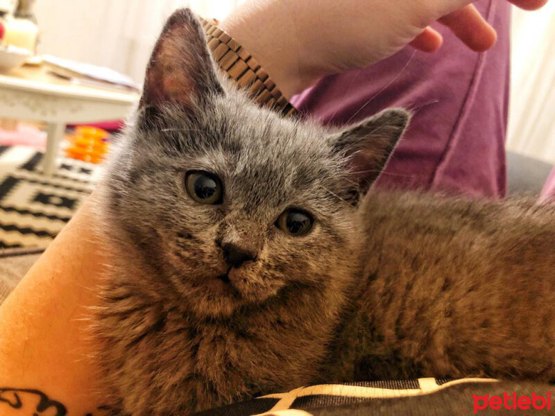 British Shorthair, Kedi  Maya fotoğrafı