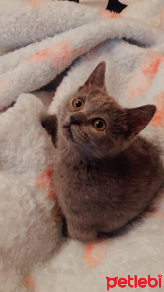 British Shorthair, Kedi  Maya fotoğrafı