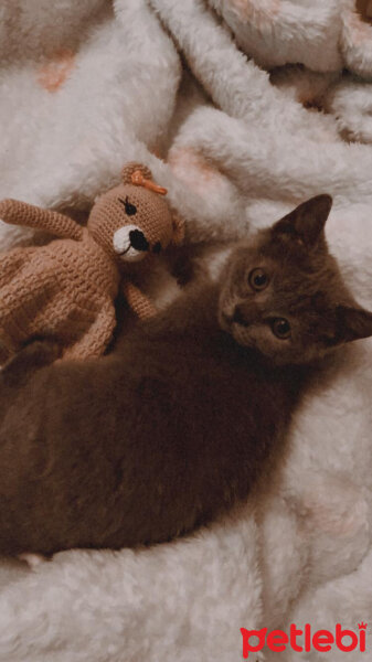 British Shorthair, Kedi  Maya fotoğrafı