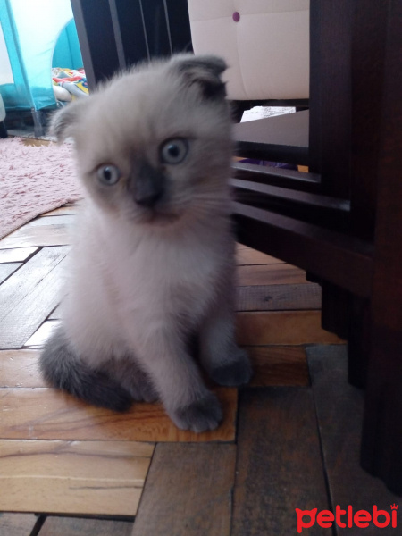 Scottish Fold, Kedi  Balım fotoğrafı