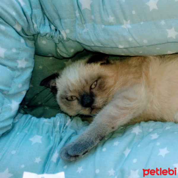 Scottish Fold, Kedi  Balım fotoğrafı