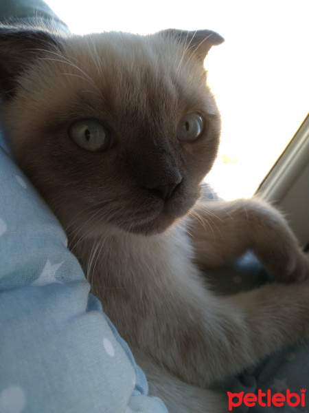 Scottish Fold, Kedi  Balım fotoğrafı