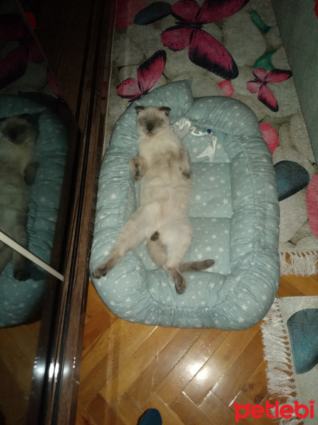 Scottish Fold, Kedi  Balım fotoğrafı