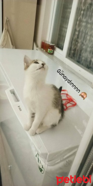 Tekir Kedi, Kedi  prenses lila fotoğrafı