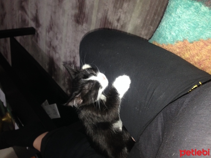 Tuxedo (Smokin) Kedi, Kedi  Cimcime fotoğrafı