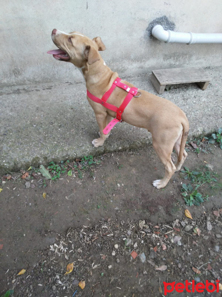 Amerikan Pitbull Terrier, Köpek  Ateş fotoğrafı