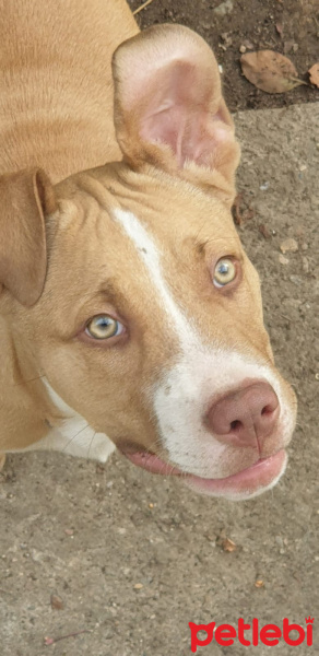 Amerikan Pitbull Terrier, Köpek  Ateş fotoğrafı