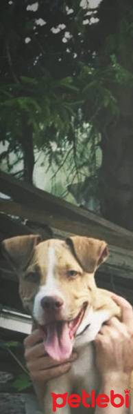 Amerikan Pitbull Terrier, Köpek  Ateş fotoğrafı