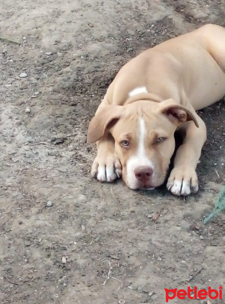 Amerikan Pitbull Terrier, Köpek  Ateş fotoğrafı