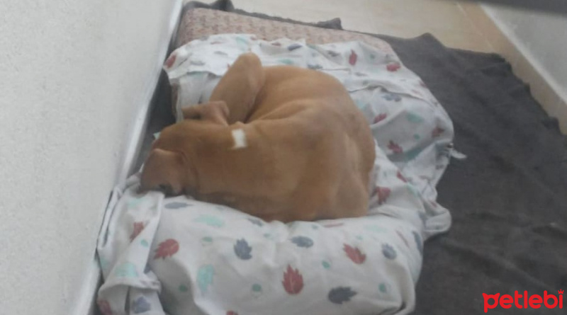 Amerikan Pitbull Terrier, Köpek  Ateş fotoğrafı