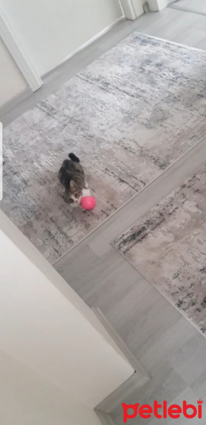 Tekir Kedi, Kedi  Poncik fotoğrafı