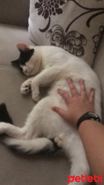Tuxedo (Smokin) Kedi, Kedi  Batman fotoğrafı