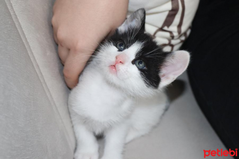 Tuxedo (Smokin) Kedi, Kedi  Batman fotoğrafı