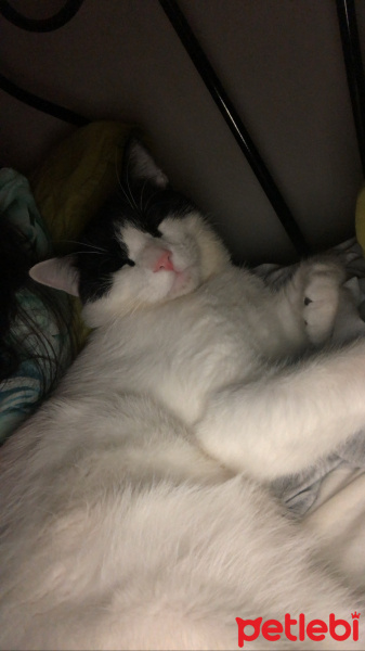 Tuxedo (Smokin) Kedi, Kedi  Batman fotoğrafı