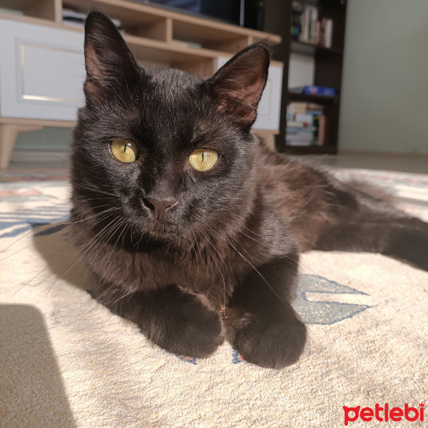 Tekir Kedi, Kedi  Yami fotoğrafı