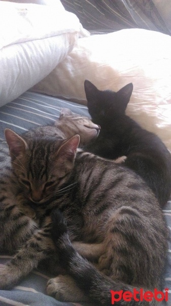Bombay, Kedi  Cesur  fotoğrafı